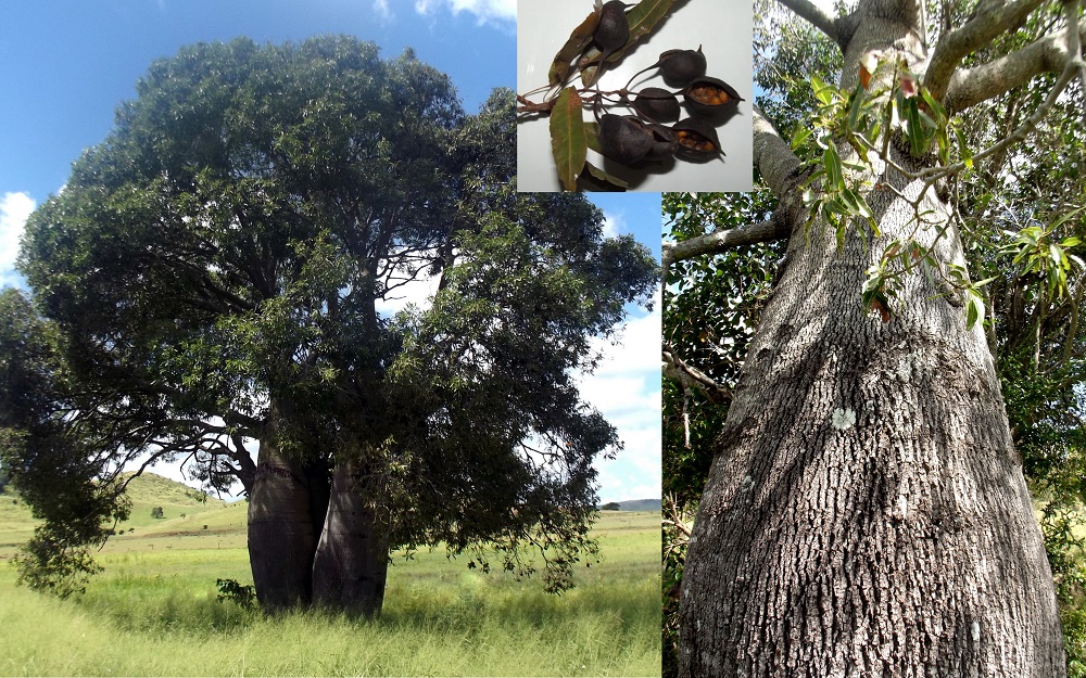 Brachychiton Rupestris Queensland Bottle Tree Fair Dinkum Seeds