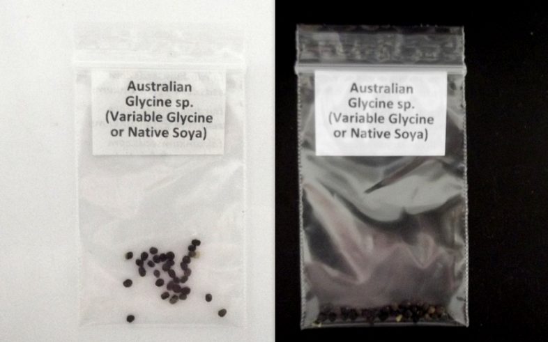 Glycine Pea Australian Species possibly G. Tabacina Seeds