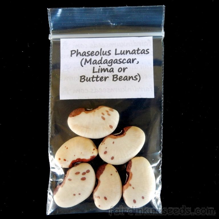 Madagascar Lima Bean Phaseolus Lunatus Seeds Fair Dinkum Seeds