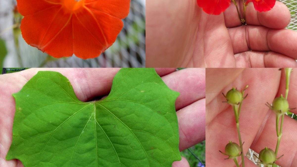 100 Ipomoea Flower Seeds Morning Glory Pharbitis Quamoclit Rare 26 Kinds Plants