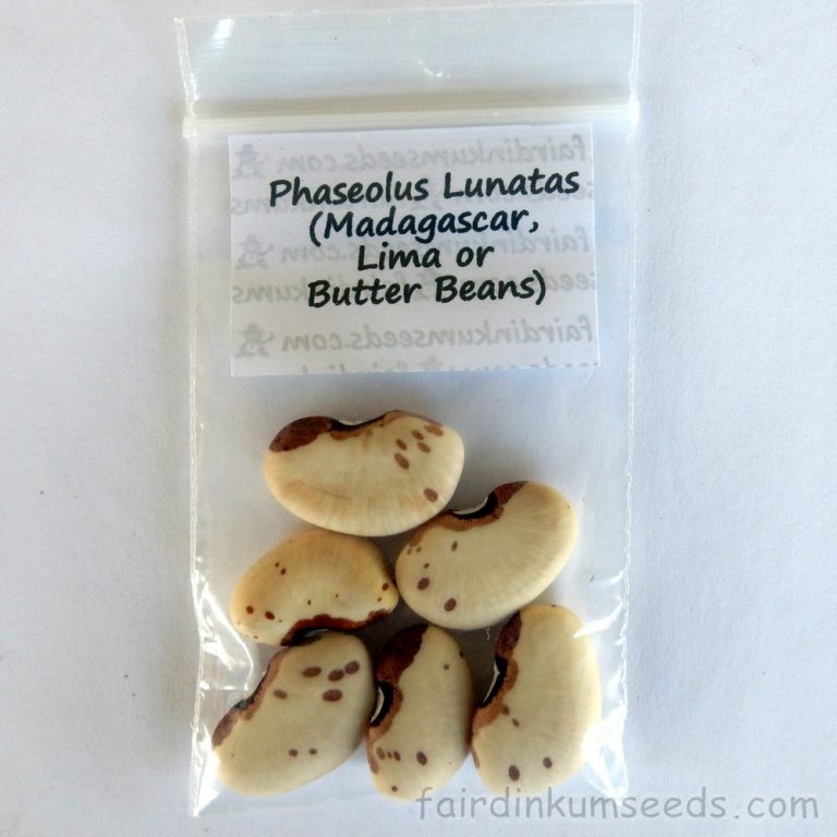Madagascar Lima Bean Phaseolus Lunatus Seeds Fair Dinkum Seeds