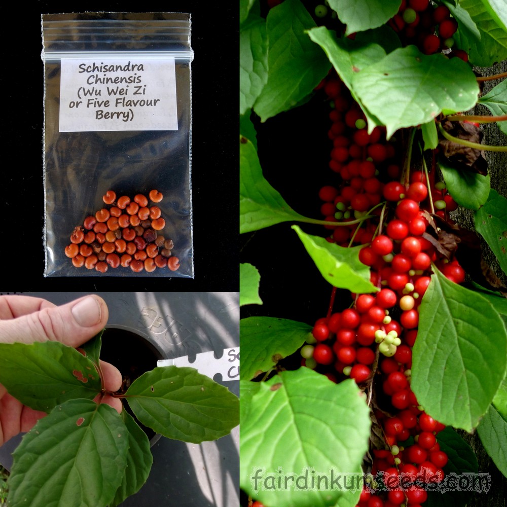 thumbnail image 2 of 30 Wu Wei Zi Seeds - Five Flavored Berry (Schisandra Chinensis) - Woody Vine 2 of 3