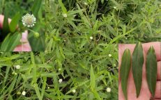 Eclipta Prostrata Alba False Daisy Yerba De Tago Seeds