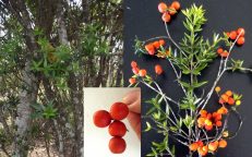 Chain Fruit Native Holly Alyxia Ruscifolia Seeds