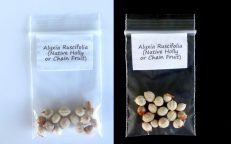 Chain Fruit Native Holly Alyxia Ruscifolia Seeds