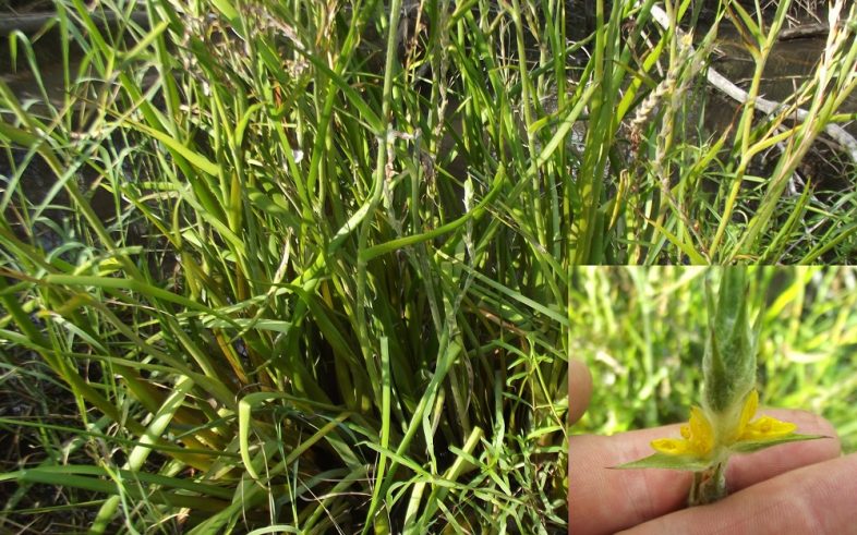 Woolly Frogmouth Philydrum Lanuginosum Seeds