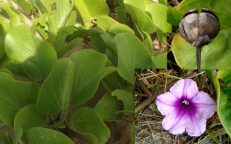 Ipomoea Pes Caprae Beach Morning Glory Seeds