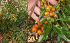Forest Quinine Long Leaved Bitter Bark Petalostigma Triloculare Seeds