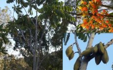 Castanospermum Australe Moreton Bay Chestnut Blackbean Seeds