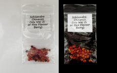 Five Flavour Berry Wu Wei Zi Schisandra Chinensis Seeds
