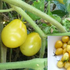Lycopersicon Esculentum Yellow Roma Tomato Seeds