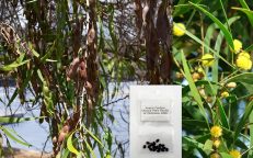 Acacia Confusa Petit Fleuille Formosa Koa Wattle Seeds
