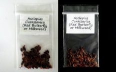 Tropical Scarlet Milkweed Asclepias Curassavica Bloodflower Seeds