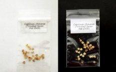 Trinidad Seven Pot Pod Chilli Capsicum Chinense Seeds