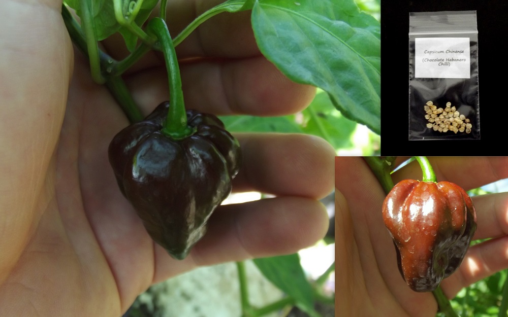 Chilli Chocolate Habanero Capsicum Chinense Seeds Fair Dinkum Seeds