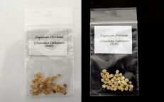 Chilli Chocolate Habanero Capsicum Chinense Seeds