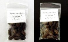 Custard Sugar Apple Annona Reticulata Seeds