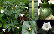 Datura Inoxia Devils Angels Trumpet Moon Flower Seeds