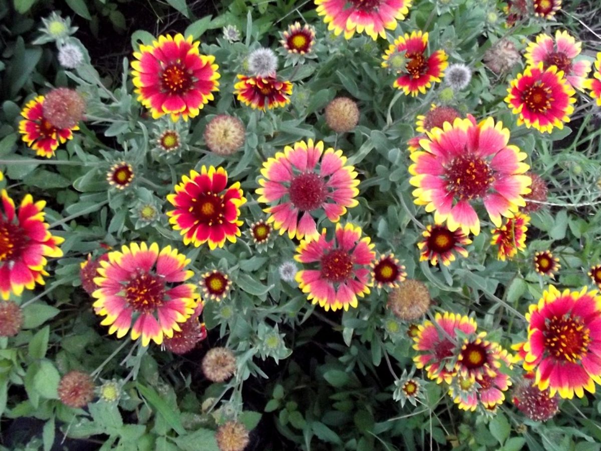 Gaillardia Goblin Blanket Flower : Sakura Tucson