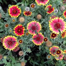 Dwarf Goblin Blanket Gaillardia Aristata Seeds