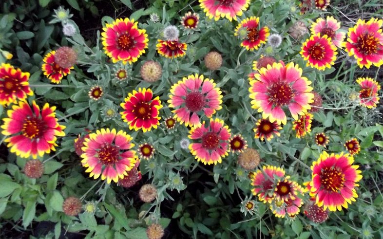 Dwarf Goblin Blanket Gaillardia Aristata Seeds