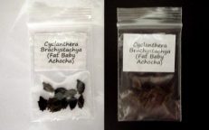 Fat Baby Achocha Cyclanthera Brachystachya Seeds