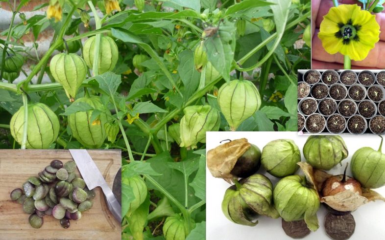 Giant Tomatillo Mexican Husk Tomato Physalis Ixocarpa Seeds