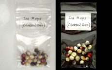 Rainbow Glass Gem Popcorn Zea Mays Seeds