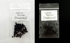 Morning Glory Grandpa Otts Ipomoea Purpurea Seeds