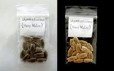 Hairy Melon New Guinea Bean Lagenaria Siceraria Seeds