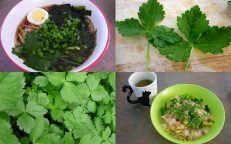Mitsuba Japanese Parsley Cryptotaenia Japonica Seeds