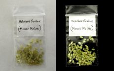 Mouse Melon Cucamelon Melothria Scabra Seeds