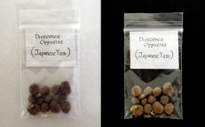 Nagaimo Chinese Yam Potato Dioscorea Opposita Batatas Tubers