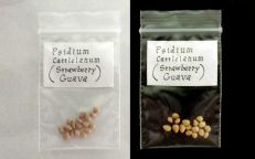 Peruvian Strawberry Guava Psidium Cattleianum Seeds