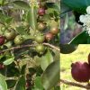 Peruvian Strawberry Guava Psidium Cattleianum Seeds