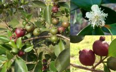 Peruvian Strawberry Guava Psidium Cattleianum Seeds