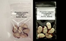 Madagascar Lima Bean Phaseolus Lunatus Seeds