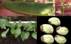 Madagascar Lima Bean Phaseolus Lunatus Seeds