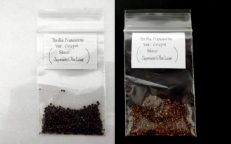Shiso Japanese Oba Leaf Perilla Frutescens var Crispus Seeds