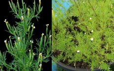 Liquorice Herb Hierbe de Anise Sweet Irish Lace Tagetes Filifolia