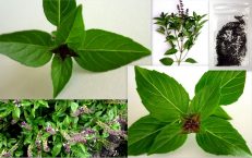 Tulsi Holy Basil Ocimum Tenuiflorum Seeds