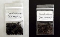 Tulsi Holy Basil Ocimum Tenuiflorum Seeds