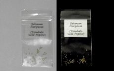 Tzimbalo African Pepino Solanum Caripense Seeds
