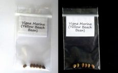 Vigna Marina Dune Yellow Beach Bean Seeds