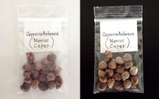 Wild Pomegranate Native Caper Capparis Arborea Seeds