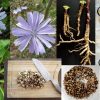 Chicory Herb Coffee Substitute Cichorium Intybus Seed