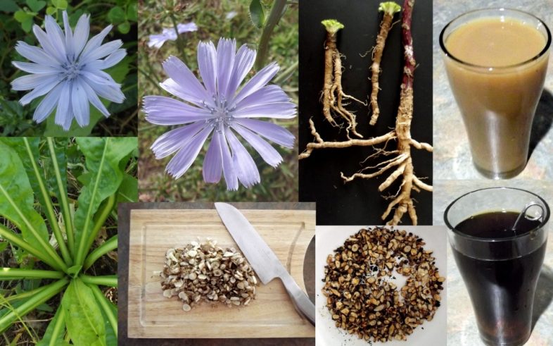 Chicory Herb Coffee Substitute Cichorium Intybus Seed