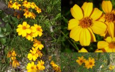 Marigold Mexican Passionfruit Scented Tagetes Lemonii Seeds