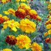 Marigold Aztec Mix Tagetes Patula Seeds