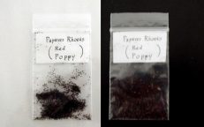 Red Poppy Seeds Mixture Papaver Rhoeas